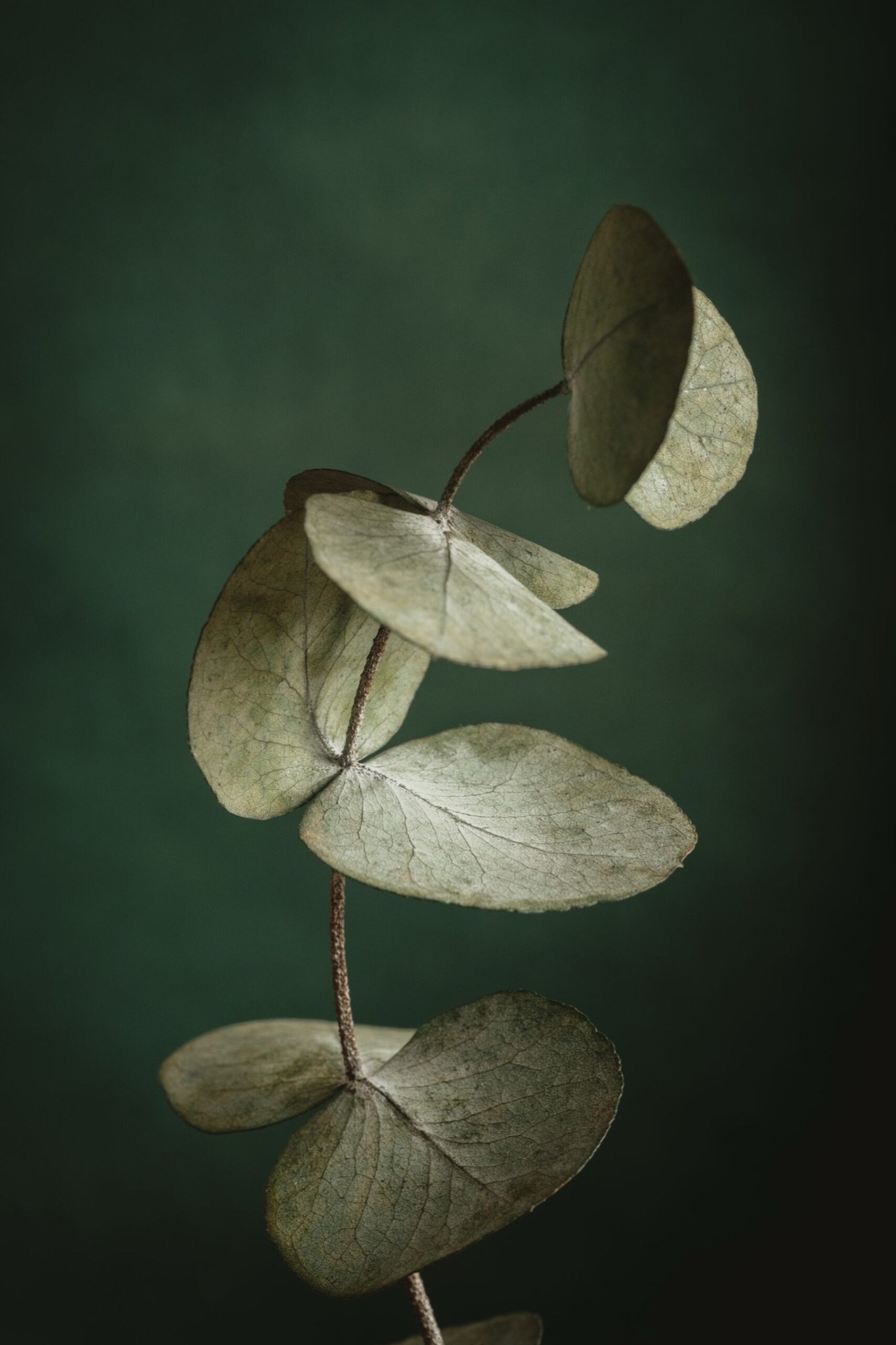 Editöryal — 12